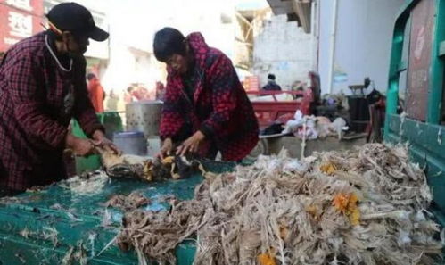 从2元滞销到免费买卖 家禽垃圾如何变身致富新路径