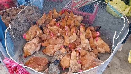 农村集市探访 30元一只的“大母鸡”，究竟是捡漏还是寻常？