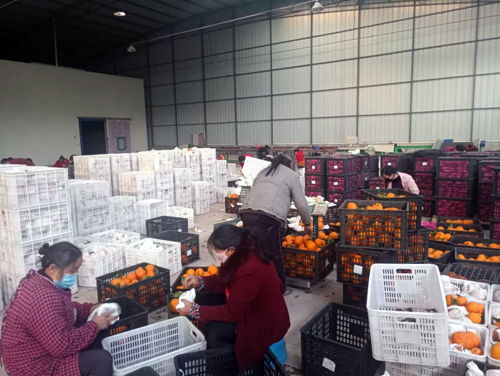 井研县 防疫春耕两不误，家禽销售稳中求进