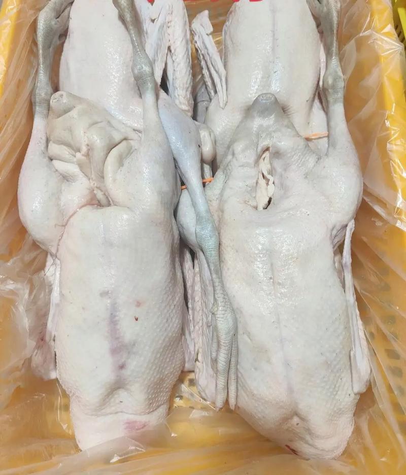 从农场到餐桌 优质清远本地黑鬃鹅的生鲜配送之路