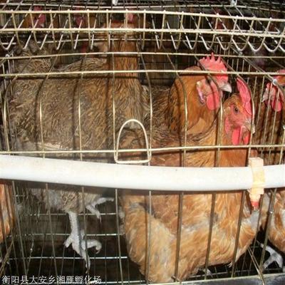 本地青脚土鸡脱温苗 抗病力强易饲养的家禽优选