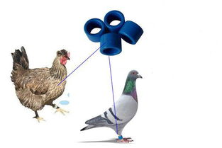 RFID技术赋能家禽智慧养殖 构建从农场到餐桌的可追溯体系