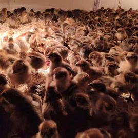 深耕家禽销售，服务市民餐桌——记南宁西乡塘区宏应家禽销售部