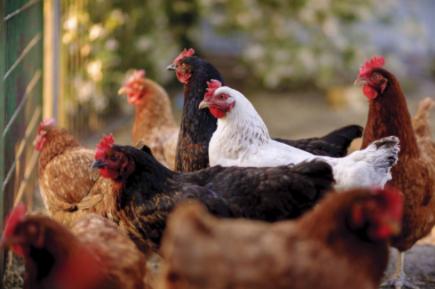 果子狸与家禽销售 反思野味消费与公共健康风险