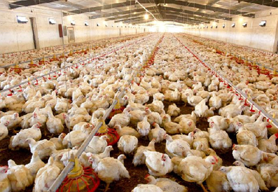 敖汉旗肉鸡与家禽销售市场现状与发展机遇