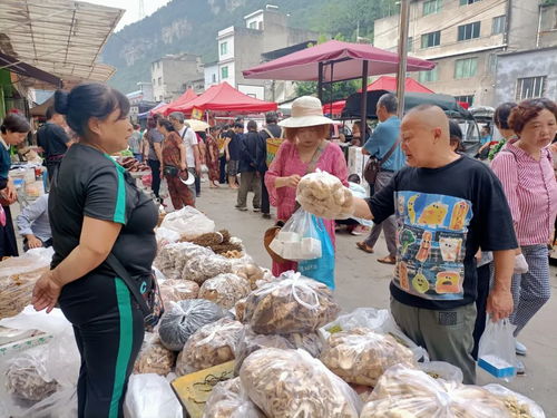 避暑游带动桐梓县楚米镇家禽销售兴旺