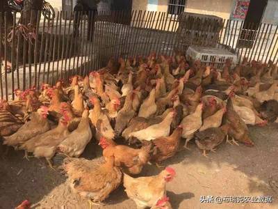 新冠肺炎疫情重创家禽业 产业深度亏损，活鸡按只卖成行业自救缩影
