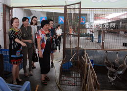 东莞女企业家畅谈绿色健康产业发展 聚焦家禽销售转型