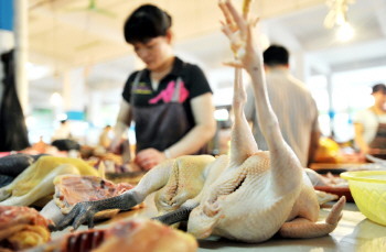 家禽养殖与销售为何难以获得保险保障？