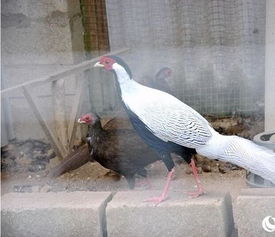 珍禽白鹇在来宾金秀大瑶山驯养繁衍成功，开辟家禽销售新途径